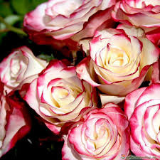 роза Свитнес