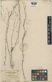 Image result for Schwenckia