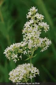 Image result for Galium