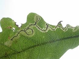 Image result for Stigmella roborella