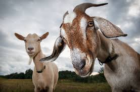 From to get your goat, which means to steal pride, humiliate or made look bad. How Goats Could Become The Next Fire Fighters Israel21c