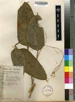 Image result for Marantochloa leucantha