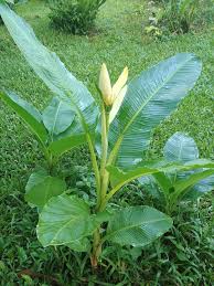 Image result for Musa ornata
