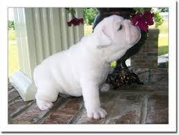 They can become so attached to home and family, that. Cute Male And Female English Bulldog Puppies For Sale Houston Tx Free Classifieds In Usa
