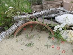 Zu Gast Im Hortus Campanularum Dem Garten Der Glockenblumen Hortus Girasole Weinflasche Garten Bienenfreundlicher Garten Garten
