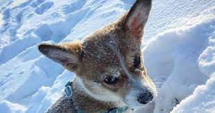 Instagram post by marcel le corgi • apr 26, 2017 at 11:04am utc. Oregon Live Pets Corgi The Y Guide