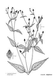 Image result for Acmella