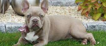 priznaki beremennosti prodolzhitelnost i rody francuzskogo buldoga francuzskij buldog buldog malenkie porody sobak