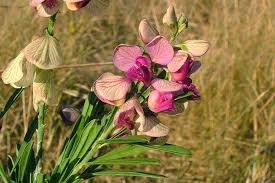 Image result for Polygala capillaris