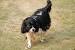 Tri Colour Long Haired Border Collie