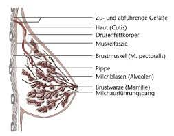 Deutsches Medizin Netzstartseite Brustkrebs Mammakarzinom