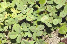 Image result for Melilotus indicus