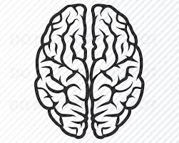 Brain Svg File For Cricut Brians Vector Images Clipart Etsy Clip Art Frames Borders Svg Files For Cricut Brain Clipart