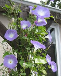 Image result for Ipomoea magnusiana