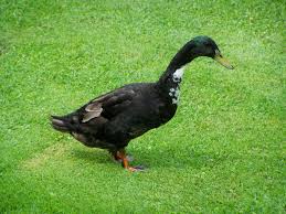29 gambar hitam putih itik yang banyak di cari. Bebek Lari India Hitam Putih Foto Gratis Di Pixabay