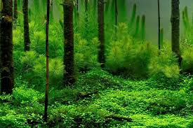 Forest Themed Aquascape Aquascape Aquarium Backgrounds Freshwater Aquarium