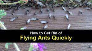 Fortunately, it isn't the entire ant colony that sprouts wings, just the males and queen that are duty. 10 Amazing Ways To Get Rid Of Flying Ants Quickly