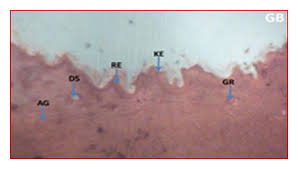 Image result for Strophanthus welwitschii