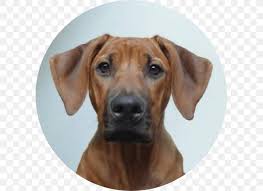Bei sabro findest du exklusive produkte für deinen hund und dein pferd. Rhodesian Ridgeback Redbone Coonhound Black Mouth Cur Azawakh Dog Breed Png 597x597px Rhodesian Ridgeback Azawakh Black
