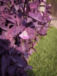 Image result for Commelina bracteosa