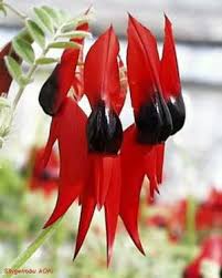 Image result for Psychotria kirkii