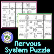 Generative jigsaw puzzles designed by nervous system. Nervous System Puzzle Worksheets Teaching Resources Tpt