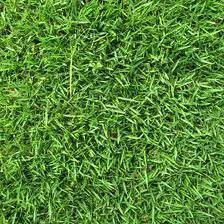 Zenith Zoysia Grass Seed 5 Bulk Pound Zoysia Grass Seed Zoysia Grass Zoysia Grass Plugs