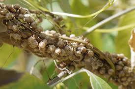 Image result for Cuscuta abyssinica