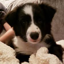 A few pics of border collie puppies born from their mom, serabi. Connor Border Collie Puppy 663661 Puppyspot