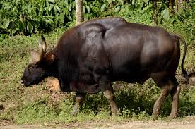 Gaur - Wikipedia