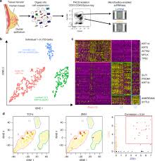 Using the animal cell diagram identify the cell structure marked a. Profiling Human Breast Epithelial Cells Using Single Cell Rna Sequencing Identifies Cell Diversity Nature Communications