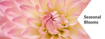 We did not find results for: York Florist Flower Delivery By Chas A Schaefer Flower Shop