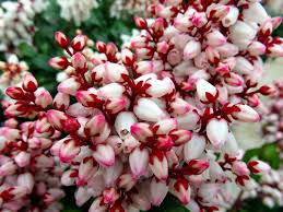 Image result for Pieris japonský obrázek