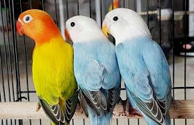Setelah mengetahui hasil anakan lovebird violet, sekarang saatnya membahas harga lovebird violet. 15 Jenis Warna Lovebird Termahal Dan Paling Dicari Kicau Mania Burungnya Com