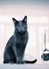 9 Reasons We Love the Russian Blue Cat - Catster