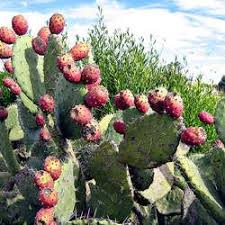 People can use nopal cactus in a variety of sweet and savory dishes and drinks. Opuntia Ficus Indica Indian Fig Opuntia Barberry Fig Cactus Pear Prickly Pear Cactus Seed For Sale Tree Seeds Buy Fruit Trees Growing Fruit Trees