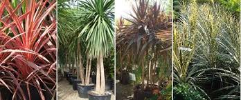 Check spelling or type a new query. Caring For Cordylines Tips From Garden Centre In North London Uk