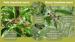 Image result for Stolzia williamsonii