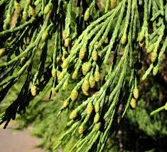 Image result for Calocedrus decurrens