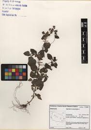 Image result for Ageratum conyzoides