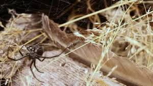 A lot of spiders may look similar. This Week In History Black Widow Spiders Live In B C Especially At Island View Beach