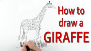 The legs can be very simple: How To Draw A Giraffe Youtube