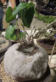 Image result for Pyrenacantha