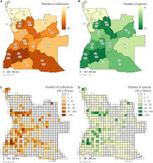 Image result for Adenodolichos punctatus