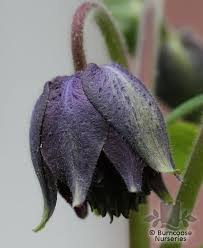 The world has very few perfumed aquilegias and this is without doubt the most fragrant species. Aquilegia Vulgaris Black Barlow From Burncoose Nurseries