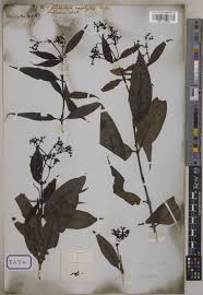 Image result for Gaertnera