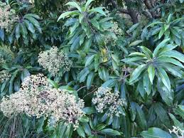 Image result for Nuxia floribunda