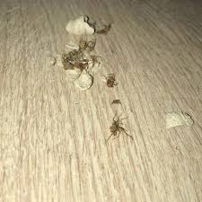 Mit dem verband kann fast jede kreatur geheilt werden, mit. Erdnussgrosse Spinneneier Tiere Eier Spinnen