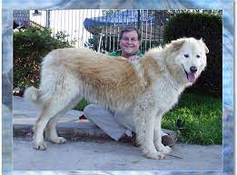 Great pyrenees adoption and rescue. Alaskan Malamute Great Pyrenees Husky Mix Pets Lovers