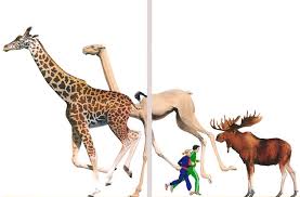 However, there are thriving populations of wild camels in outback australia which are the feral descendants of animals introduced. Aepycamelus Was An Enormous Camel That Was Comparable In Size To A Giraffe It Went Extinct Around 5 Million Years Ago Naturewasmetal